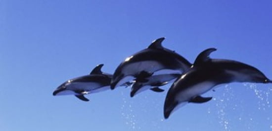 Four Bottle-nosed dolphins (Tursiops truncatus) in flight Canvas Art - Panoramic Images (24 x 12)
