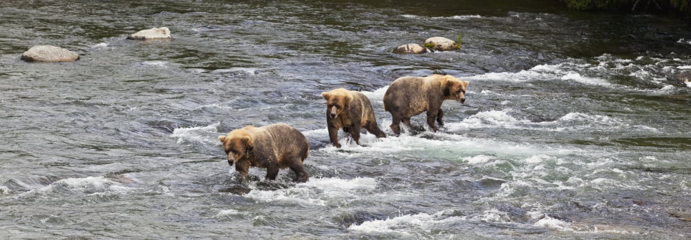Four Brown bears (Ursus arctos) wade in Brooks River while fishing for Sockeye salmon Katmai National Park and Preserve Southwest Alaska Canvas Art - Gary Schultz Design Pics (44 x 15)