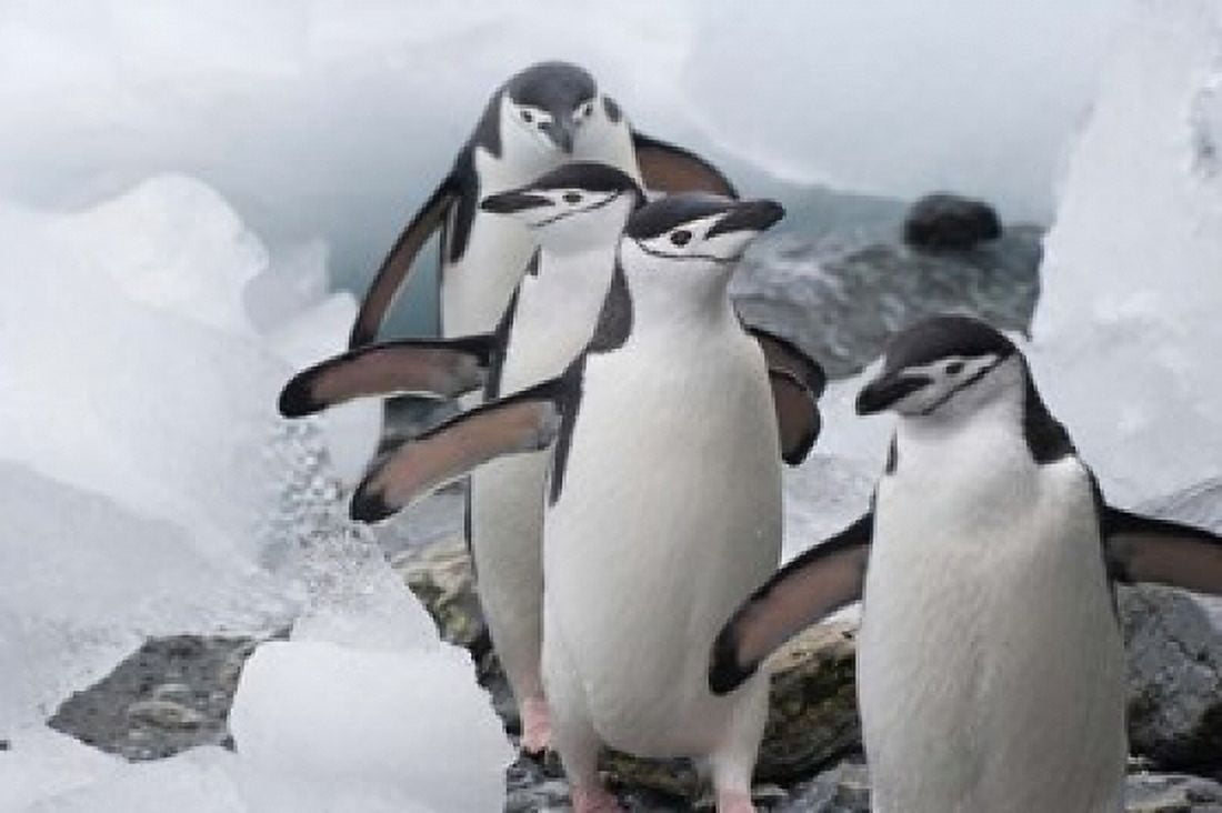 Four Chinstrap Penguins Antarctica Canvas Art - Keren Su DanitaDelimont (24 x 15)