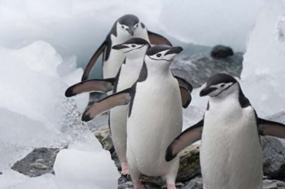 Four Chinstrap Penguins Antarctica Canvas Art - Keren Su DanitaDelimont (35 x 23)
