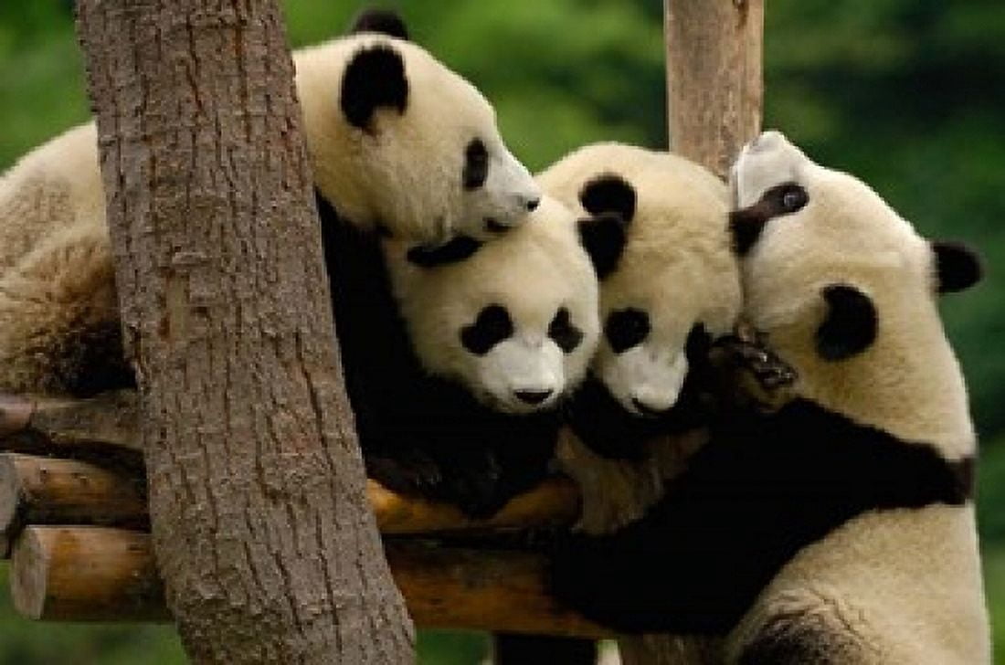 Four Giant panda bears Canvas Art - Pete Oxford DanitaDelimont (38 x 26)