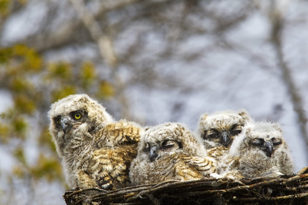 Four Great Horned Owl (Bubo Virginianus) Chicks Edmonton Alberta Canada Canvas Art - Richard Wear Design Pics (19 x 12)