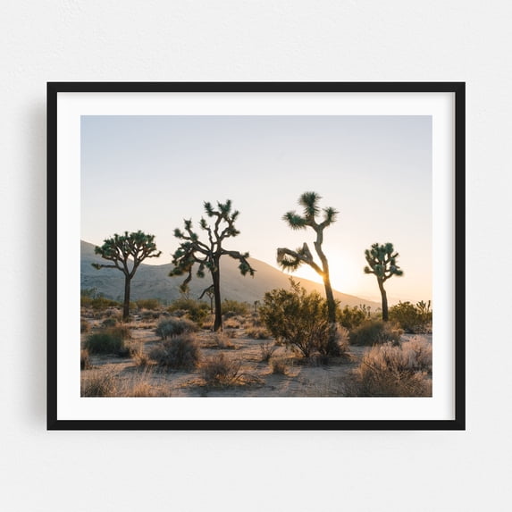 Four of Joshua Tree - Joshua Tree California Photography Desert Sunset Landscape Nature Scenic Cactus Wilderness Black Framed Wall Art Print 18 x 24 inches