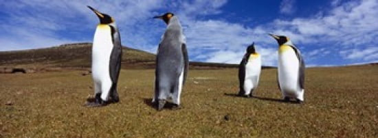 Four King penguins standing on a landscape Falkland Islands (Aptenodytes patagonicus) Canvas Art - Panoramic Images (18 x 7)