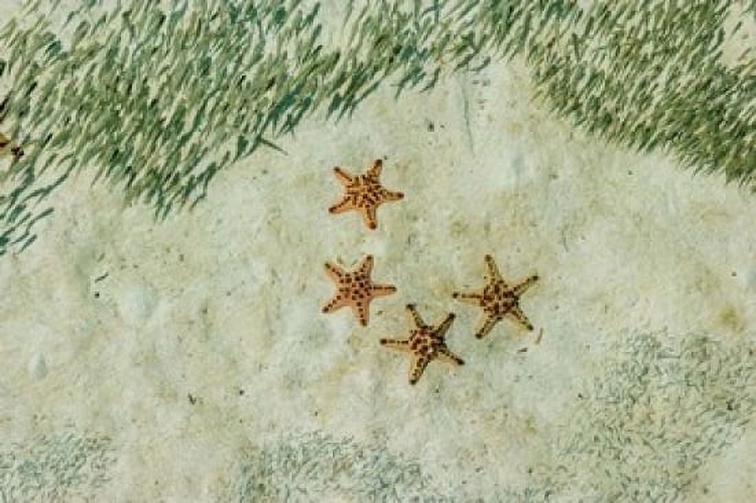 Four Knobby Sea Stars and small fish Kapalai Malaysia Canvas Art - Ali Kabas DanitaDelimont (36 x 24)