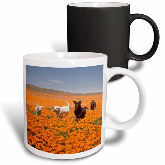 3drose, Four Labrador Retriever Dogs - Us05 Zmu0326 - Zandria Muench Beraldo, 11oz Magic Transforming Mug