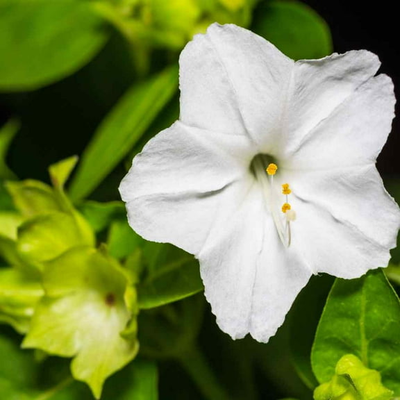 Four O' Clock Seeds - Mirabilis Jalapa White Flower Seeds - 1 LB