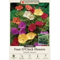 thumbnail image 1 of Four O'Clocks Mixed Colors - 8 Roots - Mirabilis jalapa, 1 of 4