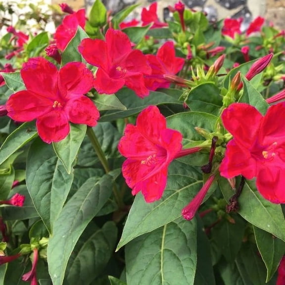 Four O'clock Bright Red 100 Seeds Beautiful Vivid Redish Colored Bloom