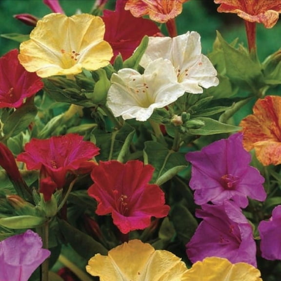 Four O'clock Marvel of Peru, 500 Seeds Beautiful Vivid Mulit Colored Bloom