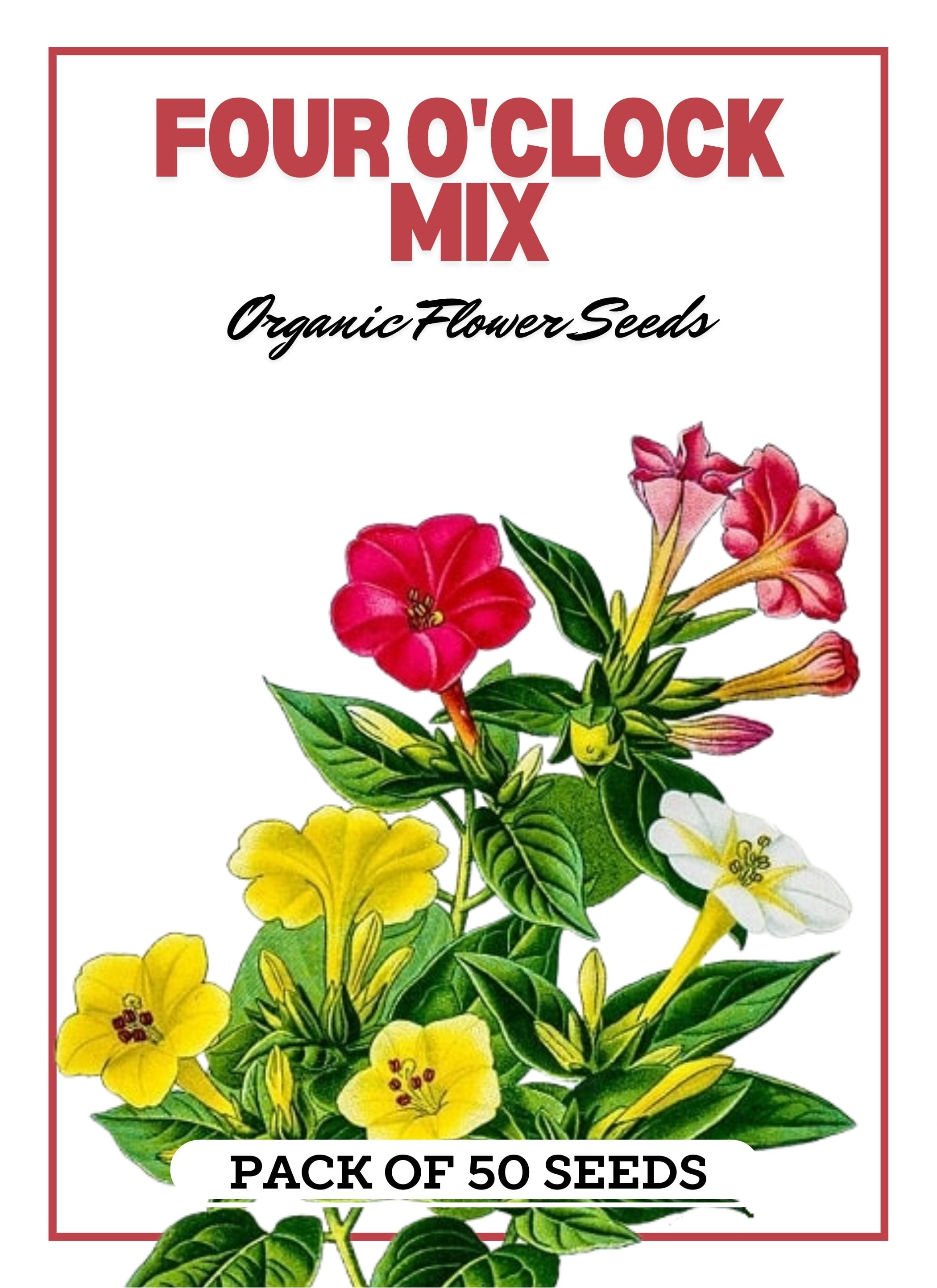 Four O'clock Mix Flowers (50 Seeds) NonGMO Organic Sustainable