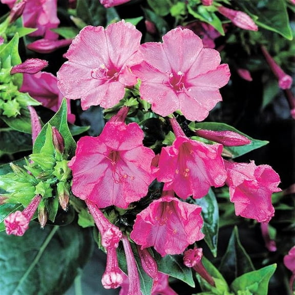 Four O'clock Pink Trumpet, 200 Seeds Beautiful Vivid Pink Colored Bloom