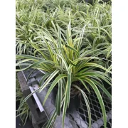 Four One Gallon Plants - Liriope Variegated Grass