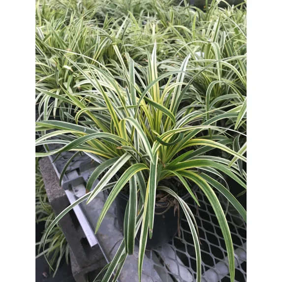 Four One Gallon Plants - Liriope 'Variegated' Grass