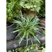 Four One Gallon Plants - Liriope muscari BIG BLUE Monkey Grass