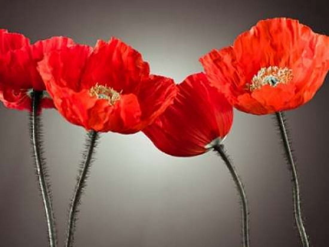 Four Poppies Canvas Art - Assaf Frank (18 x 24)