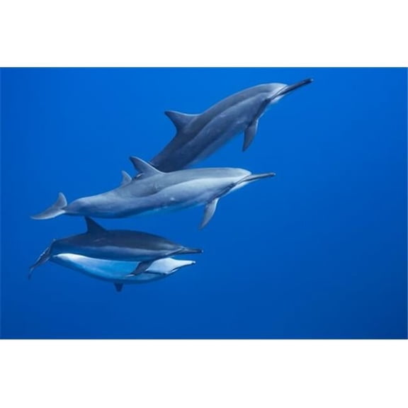 Four Spinner Dolphin Stenella Longirostris Off The Island of Lanai - Hawaii United States of America Poster Print by Dave Fleetham - 19 x 12