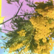Four Tet Into Dust Still Falling Indie Exclusive Records & LPs