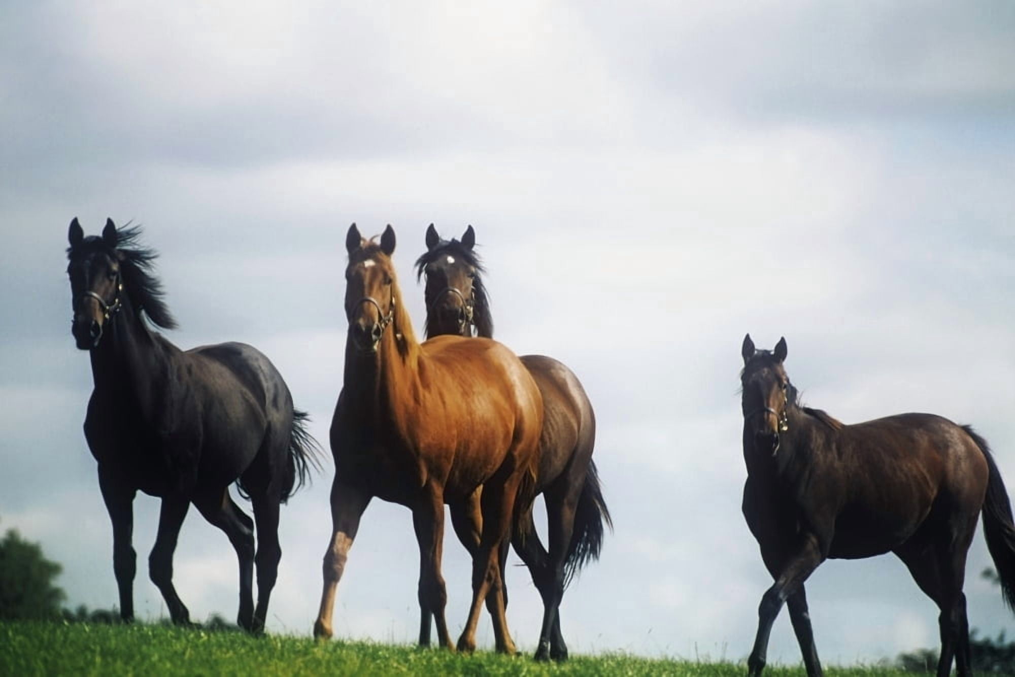 Four Thoroughbred Horses In A Field Republic Of Ireland Canvas Art - The Irish Image Collection Design Pics (38 x 24)