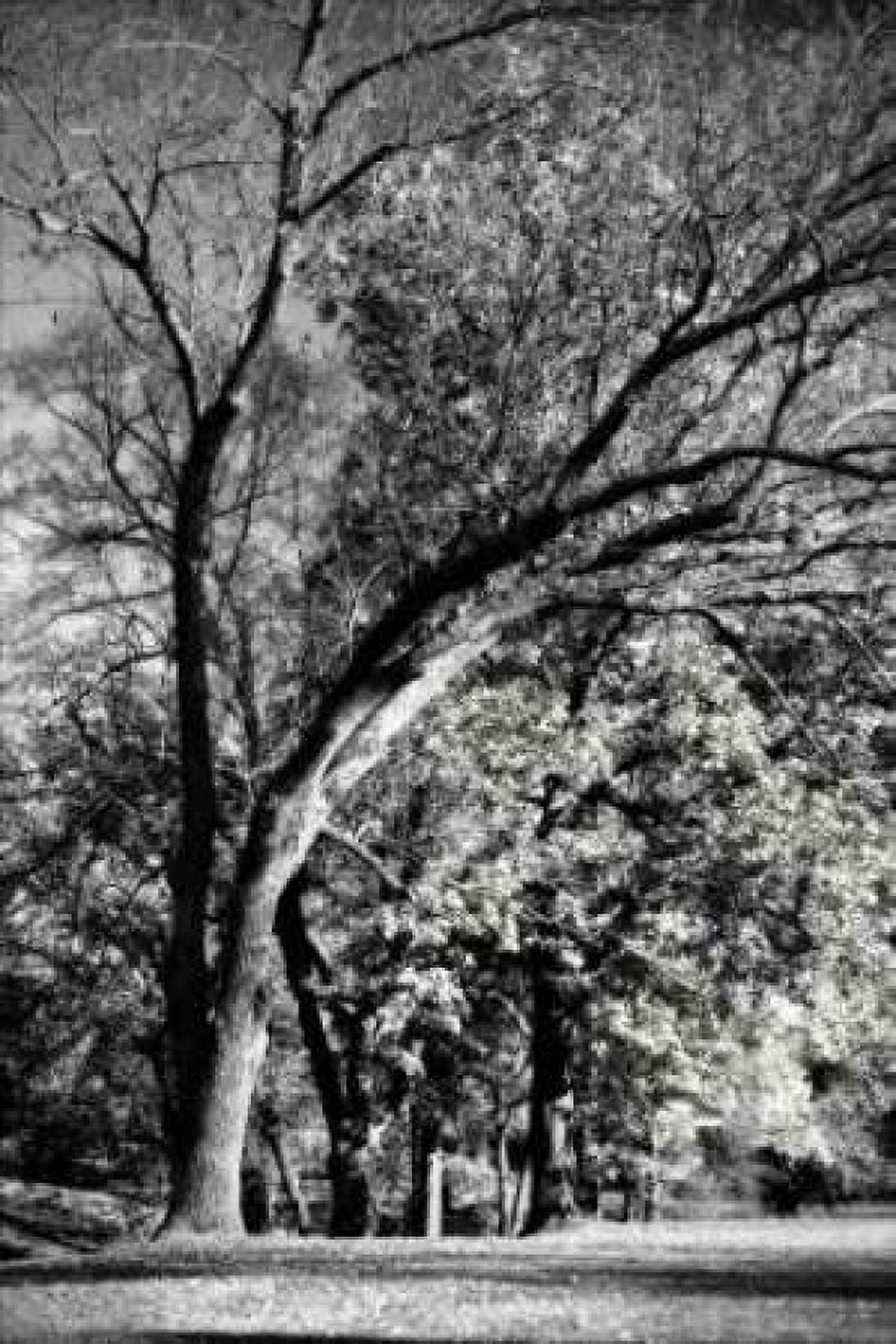 Four Trees Canvas Art - Alan Hausenflock (24 x 36)