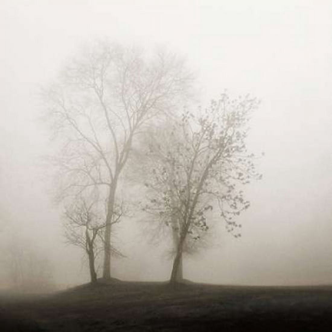 Four Trees in Fog Canvas Art - Nicholas Bell (24 x 24)