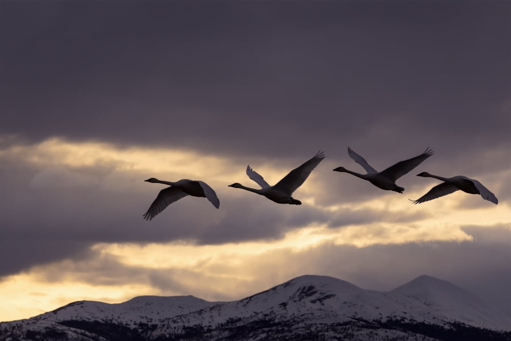 Four Trumpeter Swans Arrive At Marsh Lake As A Squall Moves In From The North Spring Migration Yukon Canada Composite Canvas Art - John Hyde Design Pics (19 x 12)