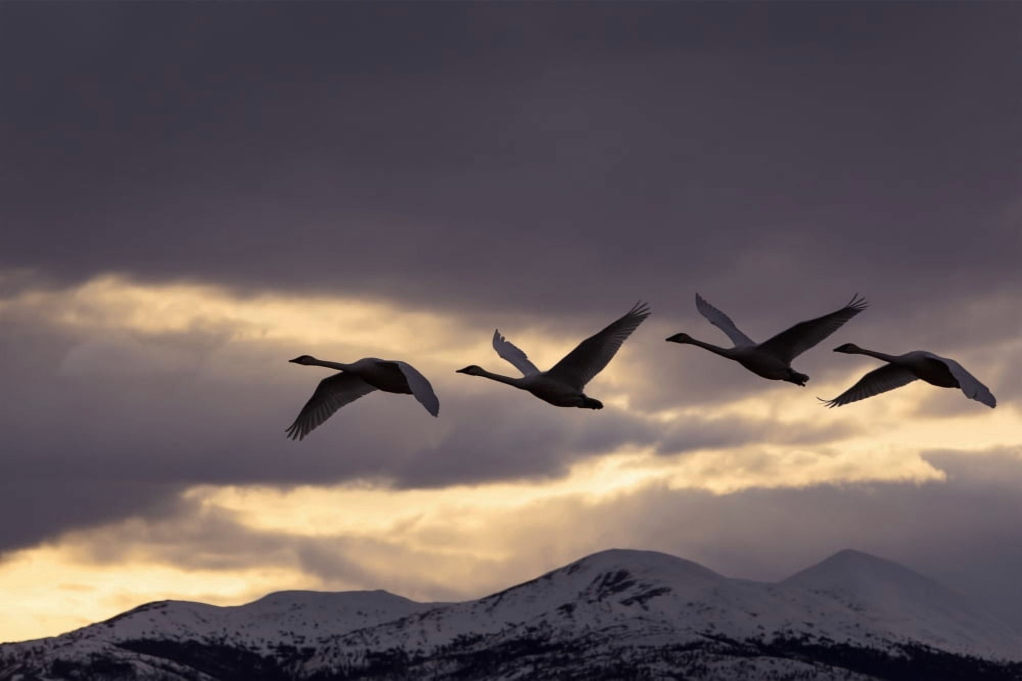 Four Trumpeter Swans Arrive At Marsh Lake As A Squall Moves In From The North Spring Migration Yukon Canada Composite Canvas Art - John Hyde Design Pics (38 x 24)