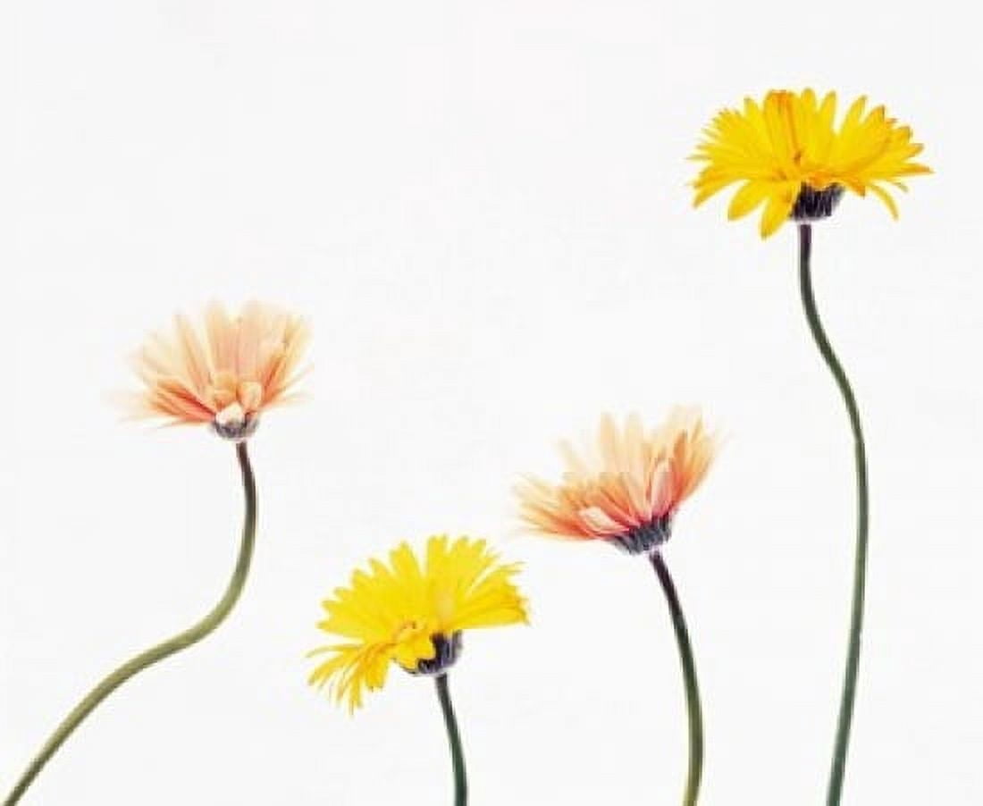 Four Yellow and Pink Daisies on White Background Canvas Art - Panoramic Images (16 x 14)