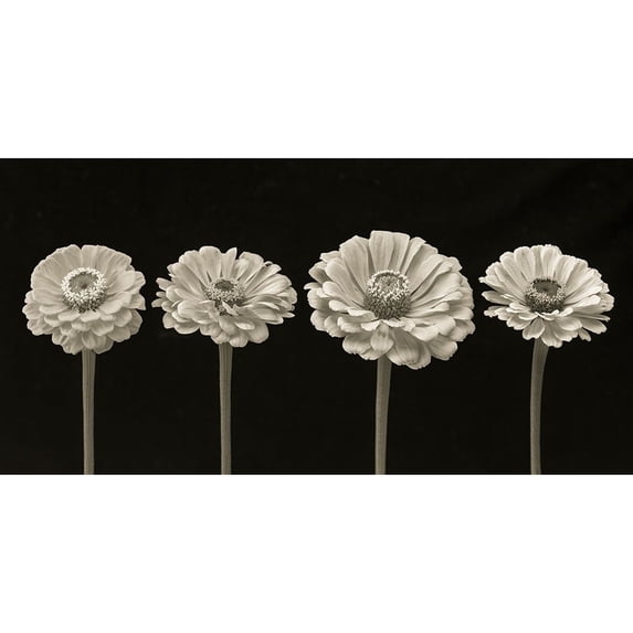 Four Zinnia flowers in a row Poster Print by Assaf Frank (24 x 12) # AF20140804242C08