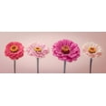 thumbnail image 1 of Four Zinnias in a row, FTBR-1899 Poster Print by Assaf Frank (24 x 9), 1 of 1