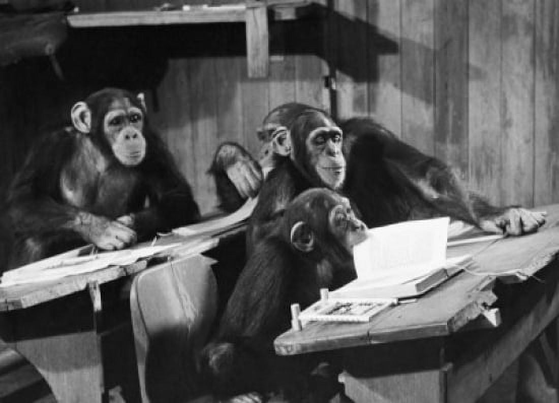 Four chimpanzees sitting in a classroom Canvas Art - (18 x 24)
