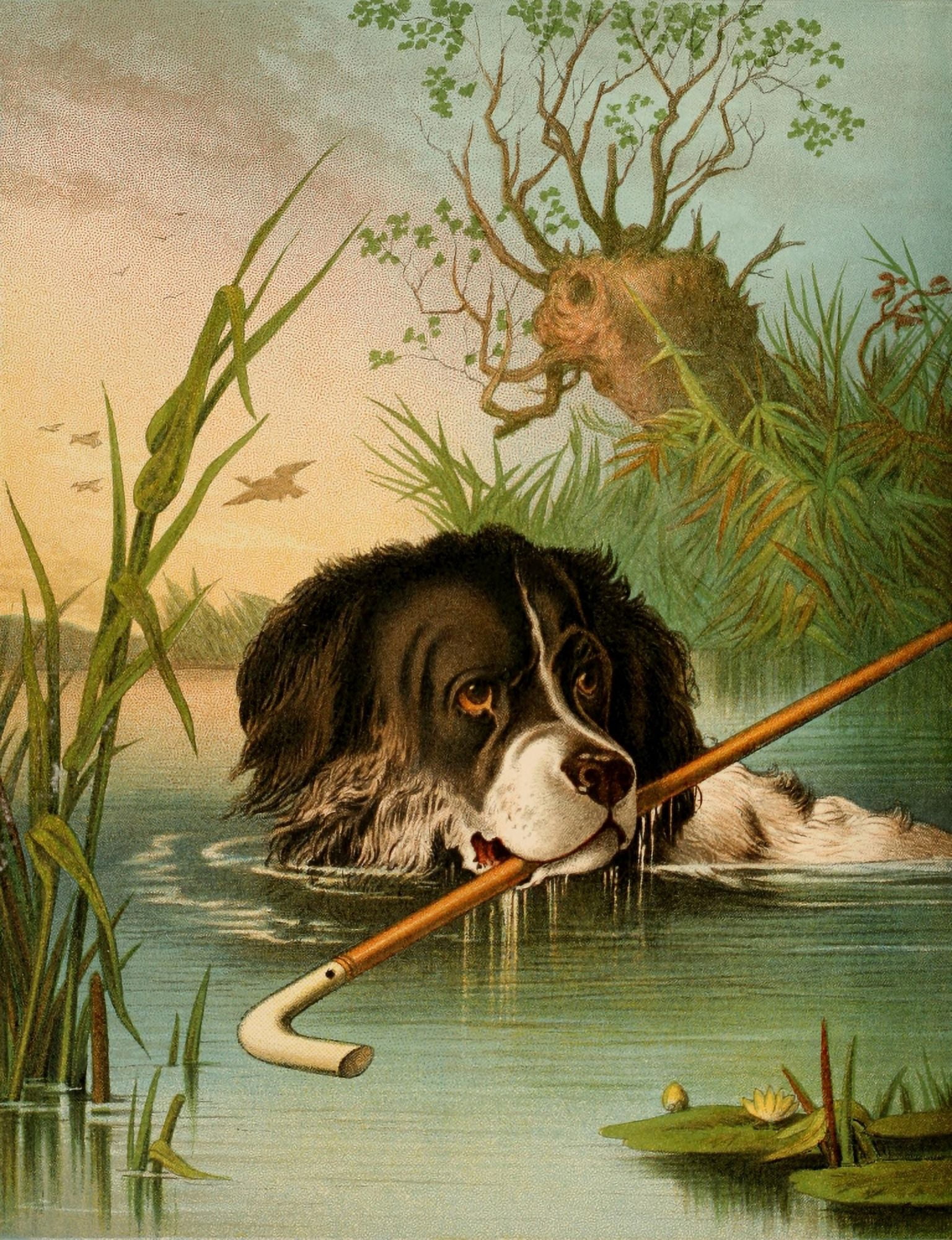 Four-footed Favourites c1880 Clever Dog Canvas Art - Hector Giacomelli (18 x 24)