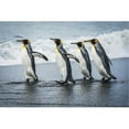 thumbnail image 1 of Four king penguins  walking together on beach; Antarctica Poster Print, 1 of 2