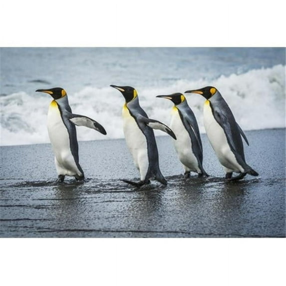 Four king penguins walking together on beach; Antarctica Poster Print