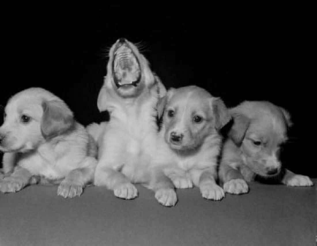 Four puppies one is yawning studio shot Canvas Art - (18 x 24)