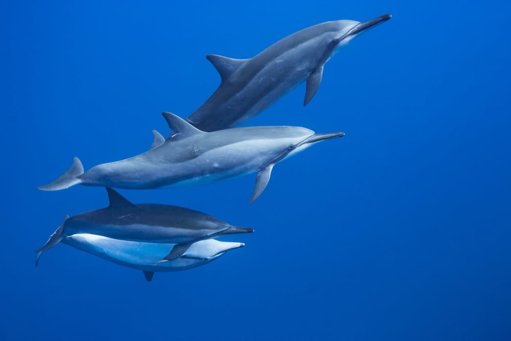 Four spinner dolphin (Stenella longirostris) off the island of Lanai Hawaii United States of America Canvas Art - Dave Fleetham Design Pics (19 x 12)
