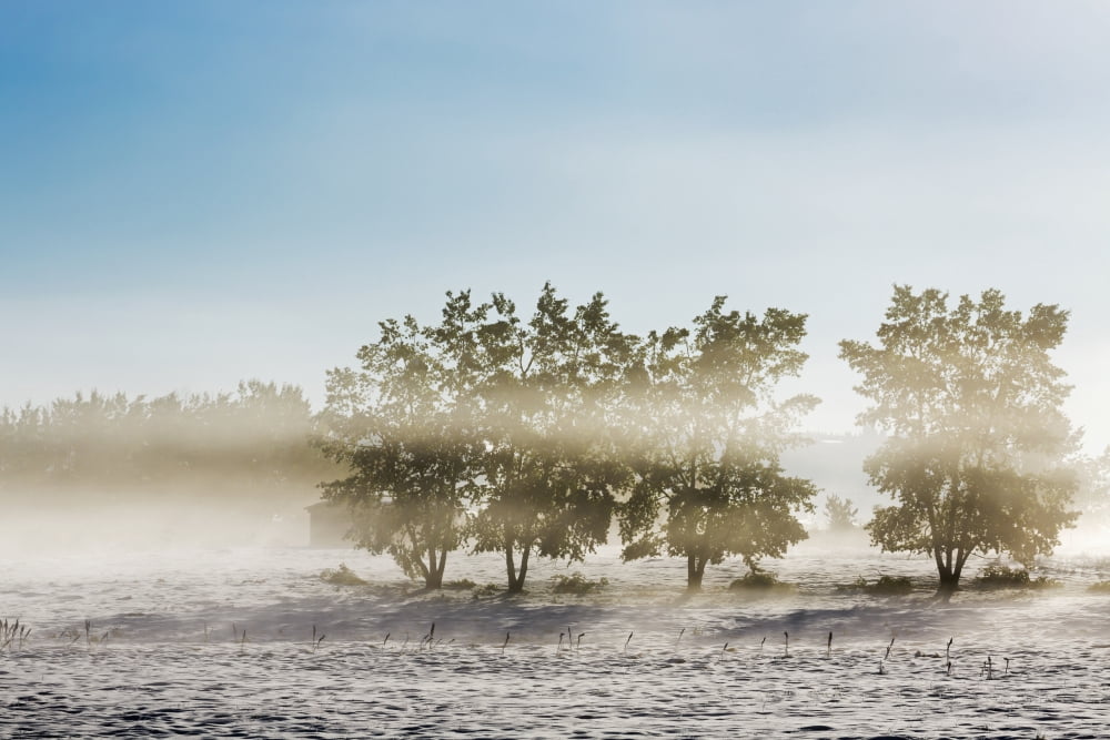 Four trees with leaves in a foggy snow covered field with hazy blue sky Alberta Canada Canvas Art - Michael Interisano Design Pics (38 x 24)