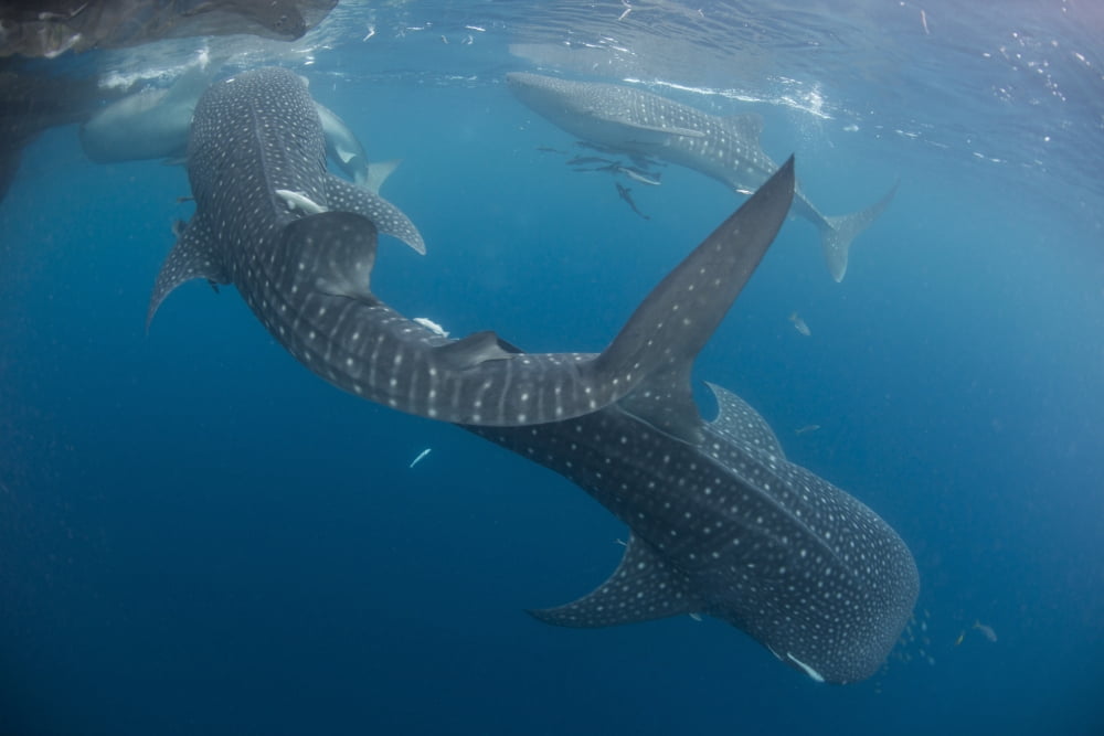 Four whale sharks swimming around near the surface under fishing nets Canvas Art - Mathieu MeurStocktrek Images (17 x 12)