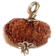 Ankita Gemstones 14 Face Rudraksha Pendant, Dark Brown Rudraksha Necklace Pendant, 14 Mukhi Rudraksha Bead
