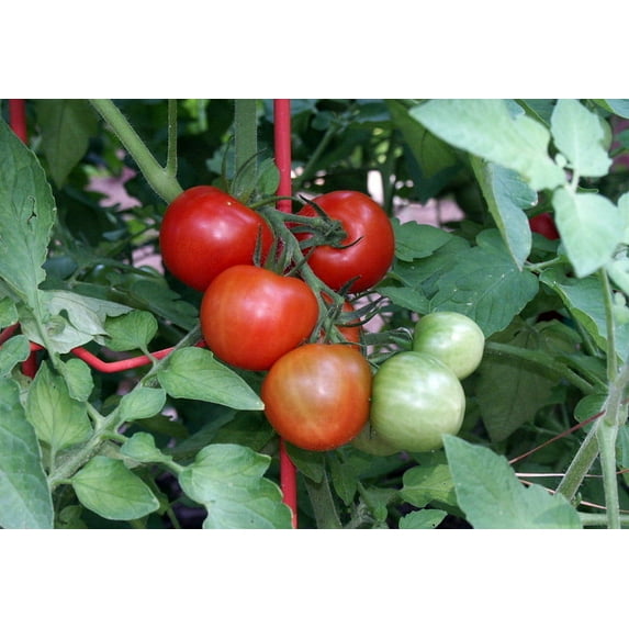 Fourth of July Tomato Plant - Ripens in 44 days! - 2.5" Pot