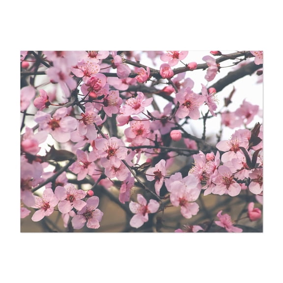 Fowers of the cherry or apple blossom. Sakura flower. - Photography Cherry Blossom Floral Flowers Nature Botanical Garden Unframed Wall Art Print 24 x 32 inches