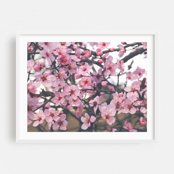 Fowers of the cherry or apple blossom. Sakura flower. - Photography Cherry Blossom Floral Flowers Nature Botanical Garden White Framed Wall Art Print 12 x 16 inches