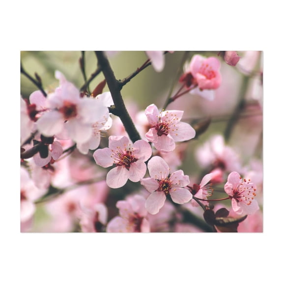 Fowers of the cherry or apple blossom. Sakura flower. - Photography Cherry Blossoms Floral Flowers Nature Botanical Garden Unframed Wall Art Print 24 x 32 inches