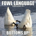 thumbnail image 1 of Fowl Language 2025 Wall Calendar, 1 of 5