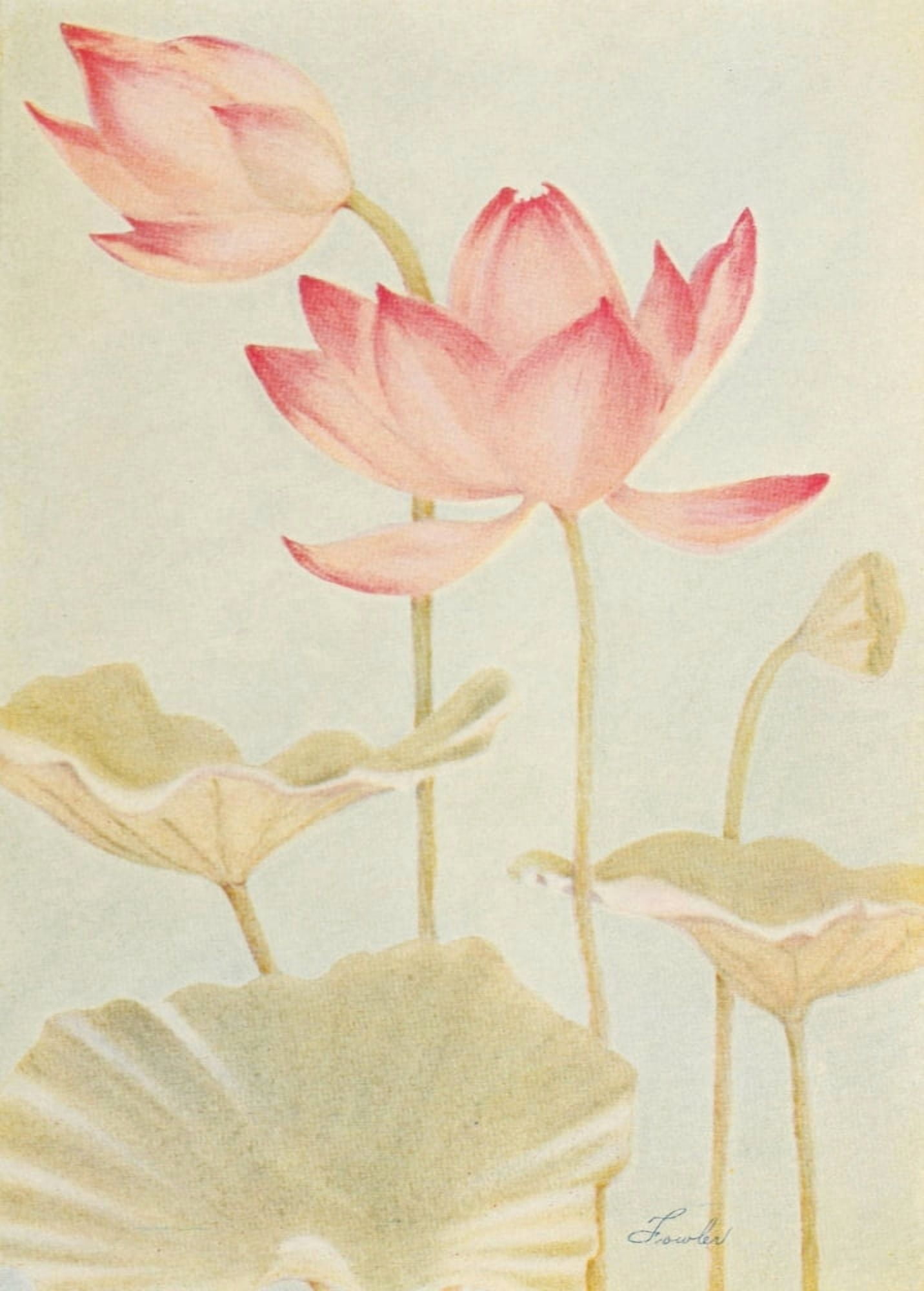 Fowler Water Gardening 1935 Water-lily Egyptian Lotus Canvas Art - Fowler (18 x 24)