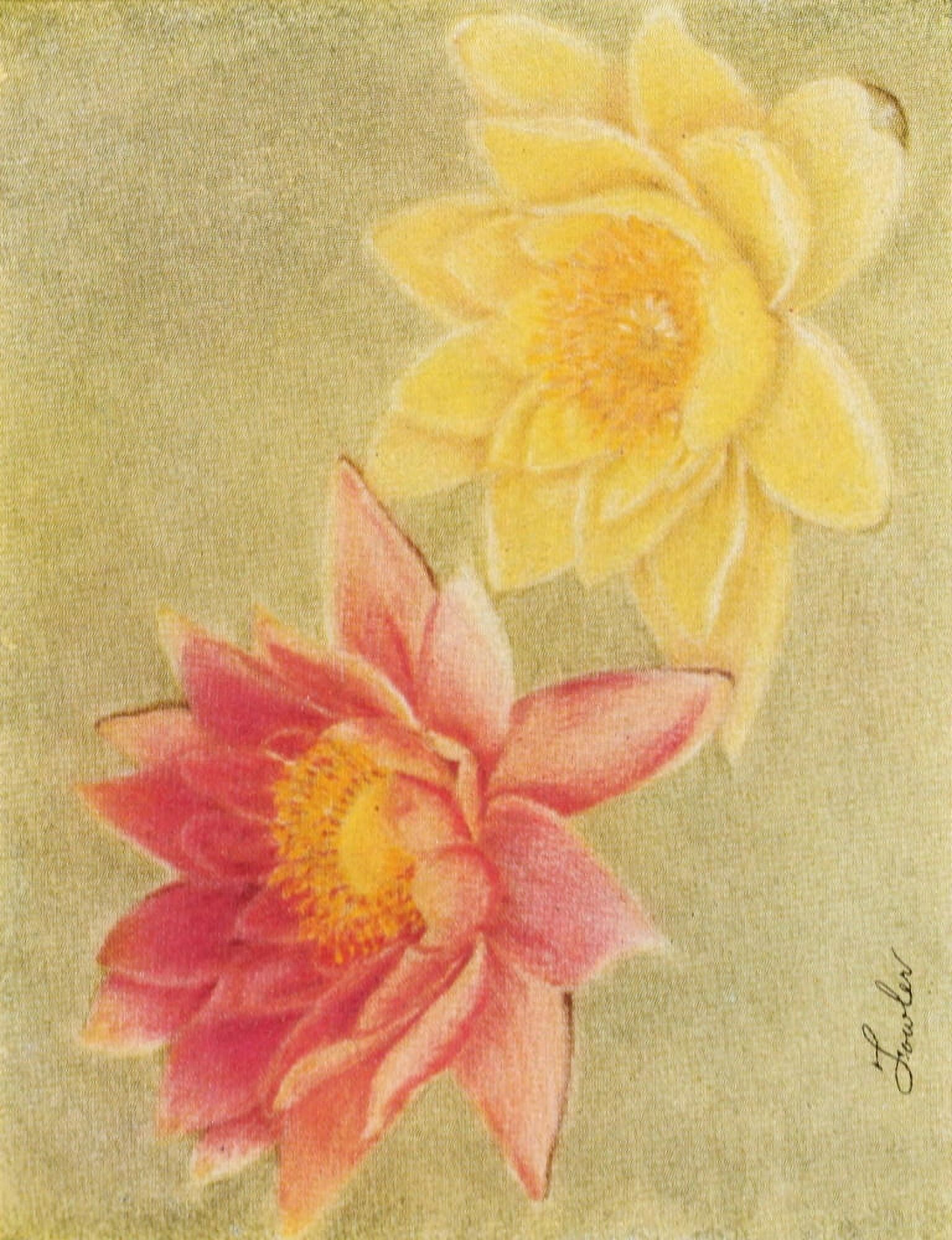 Fowler Water Gardening 1935 Water-lily N Robinsoni Canvas Art - Fowler (18 x 24)