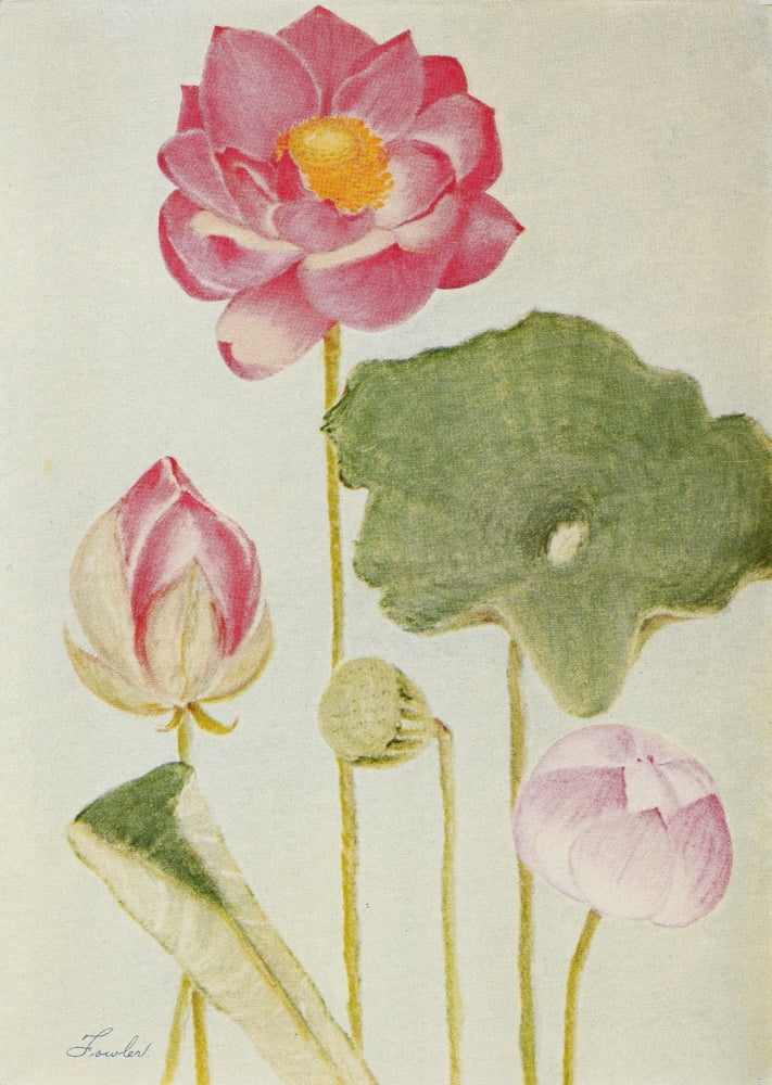 Fowler Water Gardening 1935 Water-lily Nelumbium Roseum Canvas Art - Fowler (24 x 36)
