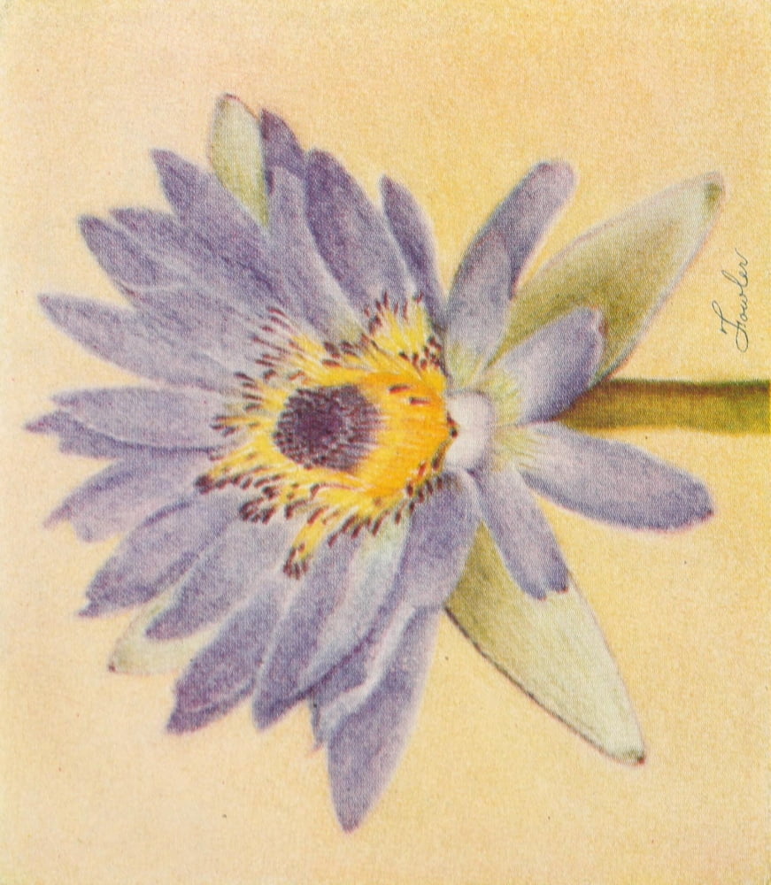 Fowler Water Gardening 1935 Water-lily Pennsylvania Canvas Art - Fowler (18 x 24)