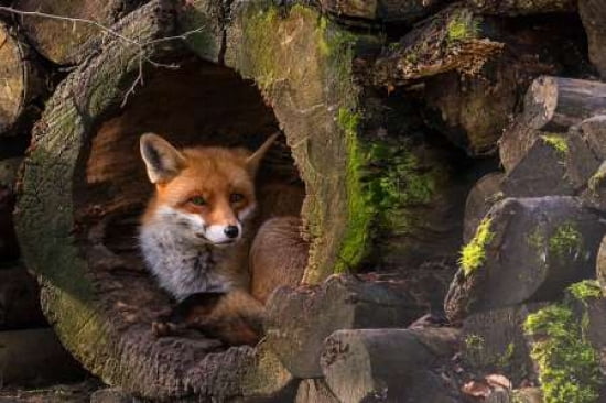 Fox Canvas Art - Cees Van Ginkel (20 x 28)
