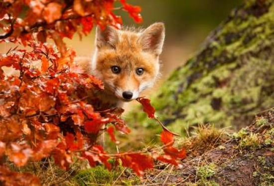 Fox Canvas Art - Robert Adamec (12 x 18)